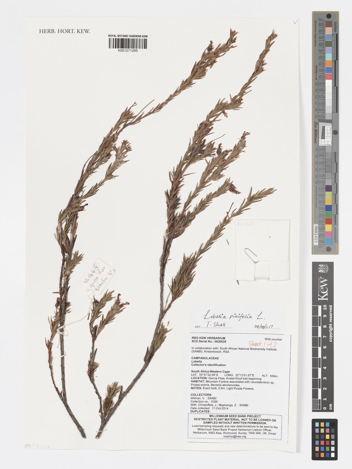 Lobelia pinifolia