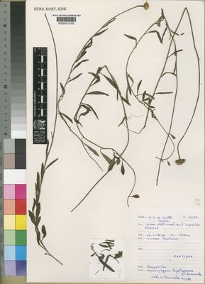 Kew Gardens K000410193:  de Witte, G., F. [3252] Congo, Democratic Republic of the