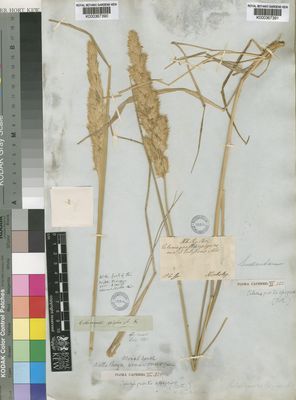 Kew Gardens K000367390:  Drege [s.n.] South Africa