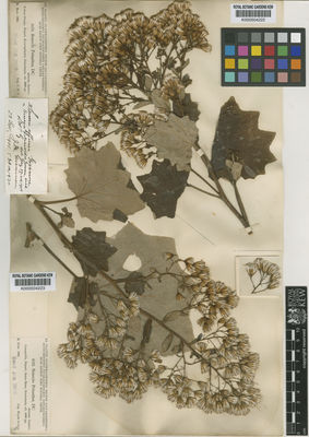 Kew Gardens K000504223:  Heyde; Lux [4522] Guatemala