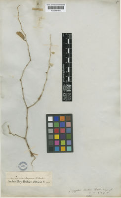 Kew Gardens K000681965:  Aucher-Eloy, P.M.R. [4320] Iran