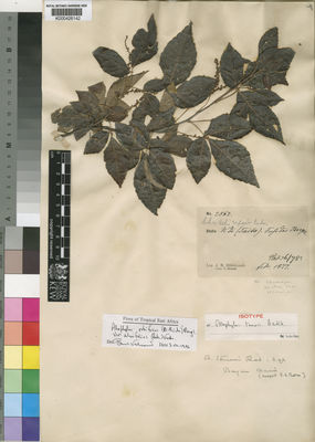 Kew Gardens K000426142:  Hildebrandt, J.M. [2562] Kenya