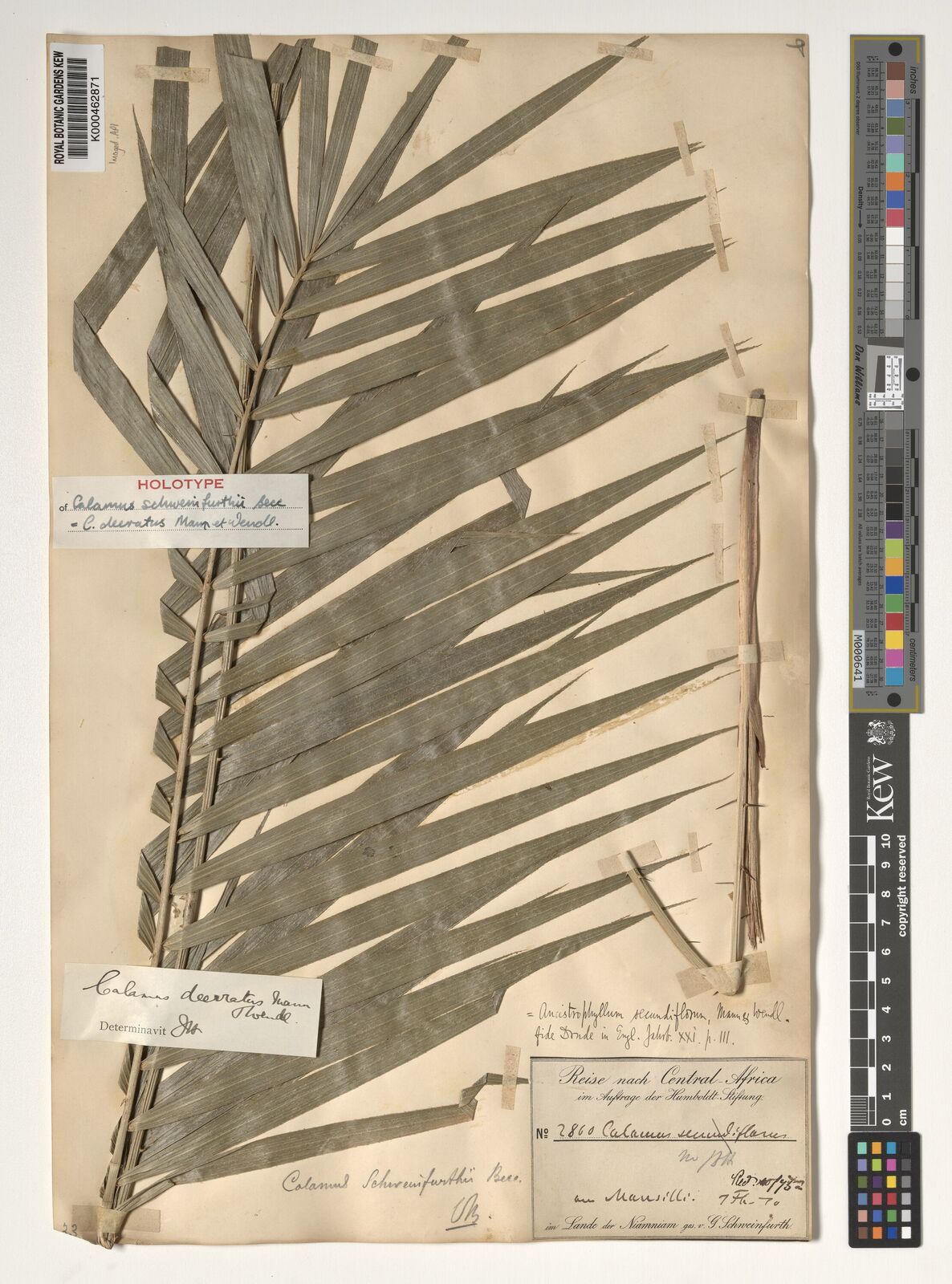 Kew Gardens K000462871:  Schweinfurth, G. [2860]