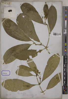 Kew Gardens K001125554:  s.coll. [Cat. no. 8460]