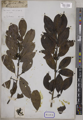 Kew Gardens K001038713:  Blinkworth, R. [Cat. no. 4328] India