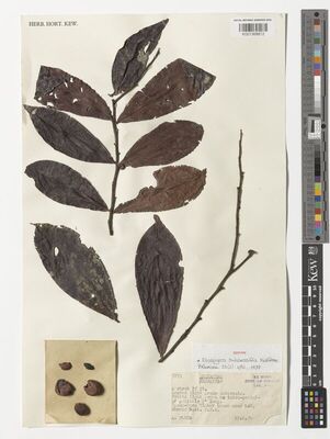 Kew Gardens K001368812:  Floyd, A. [5753] Papua New Guinea