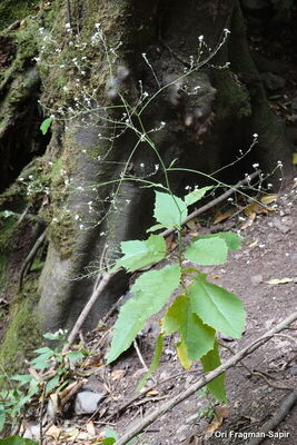 Crambe strigosa L'Hér. | Plants of the World Online | Kew Science