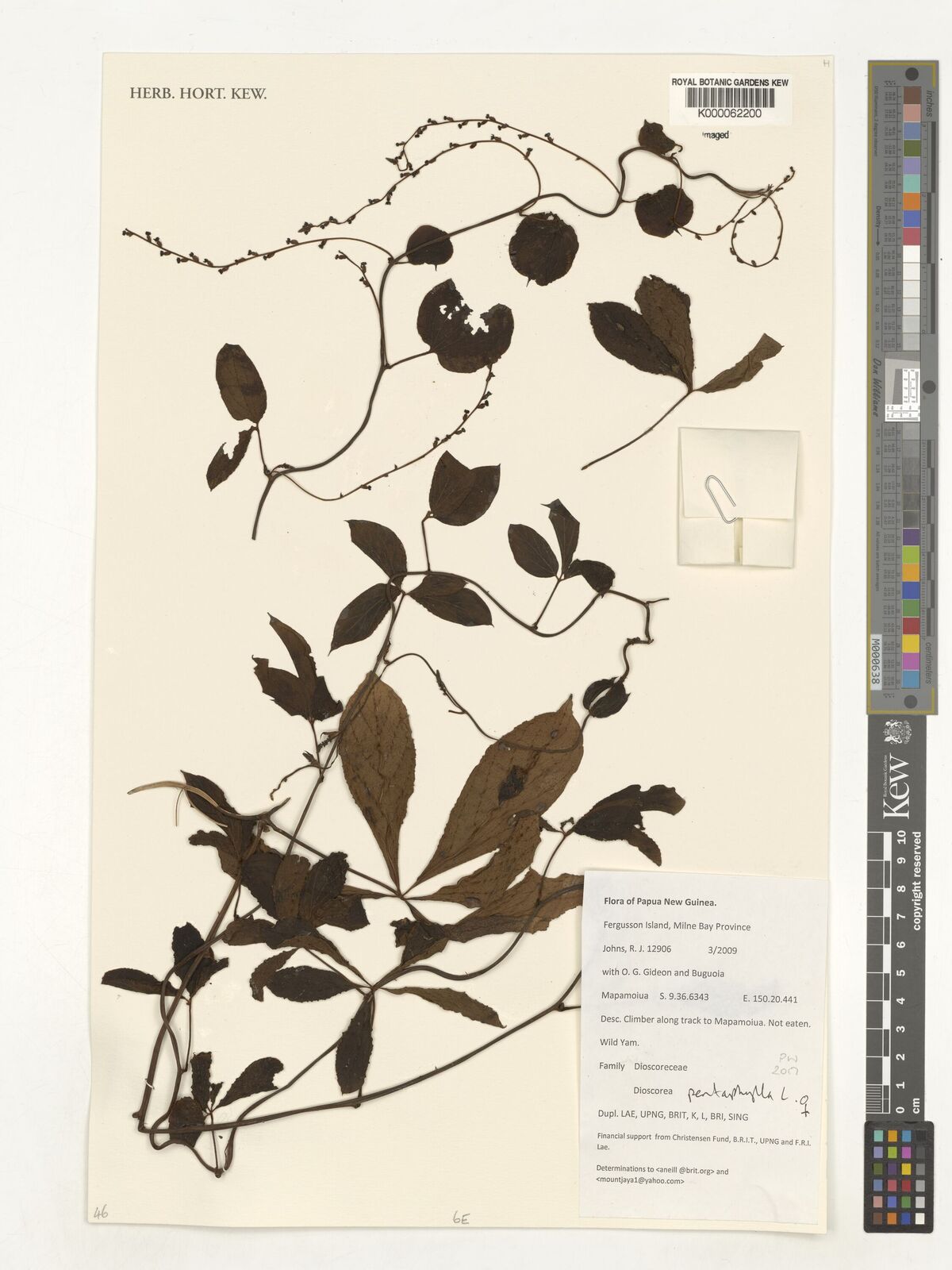 Dioscorea pentaphylla L. | Plants of the World Online | Kew Science