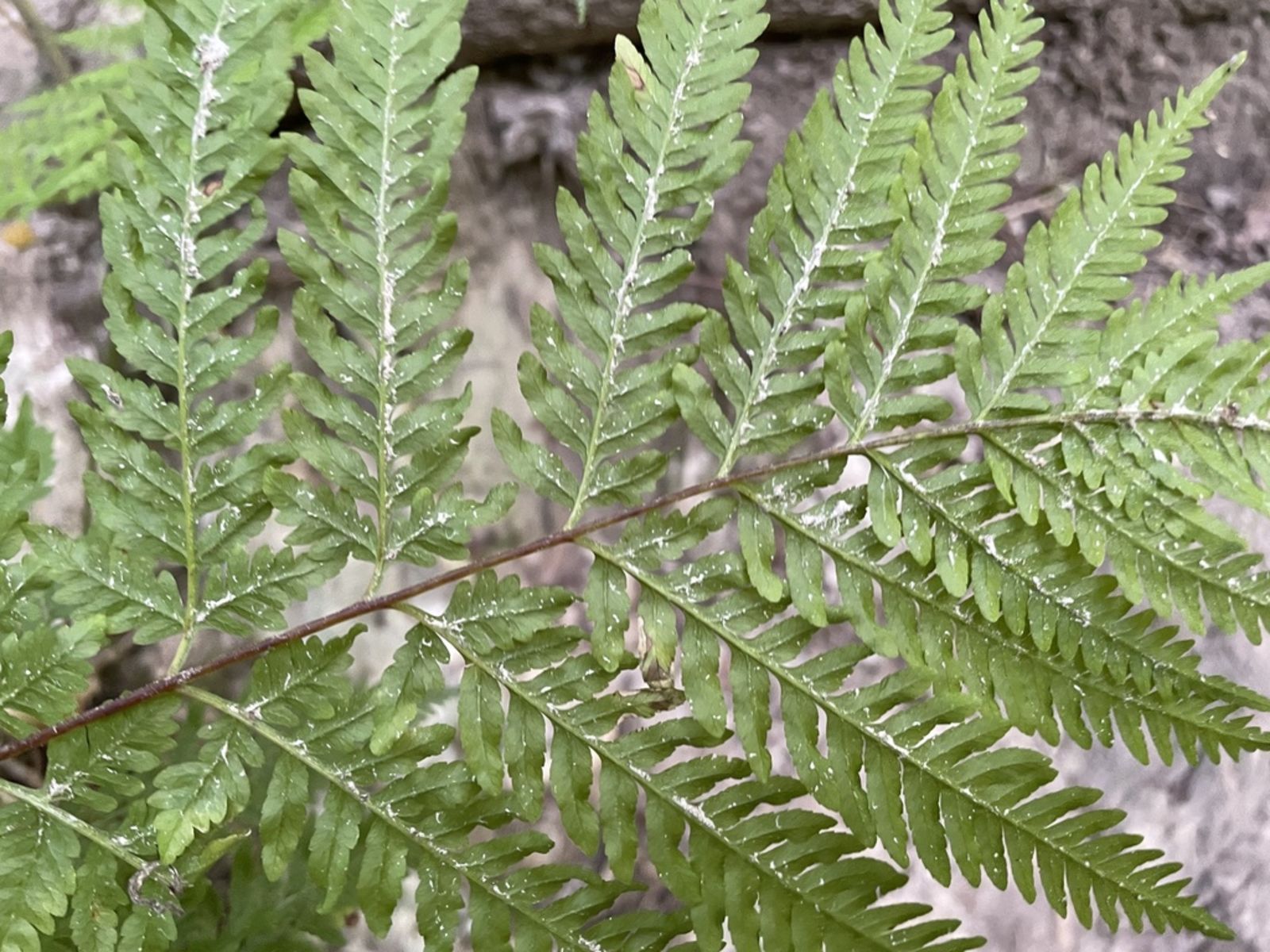 © copyright of the Board of Trustees of the Royal Botanic Gardens, Kew.