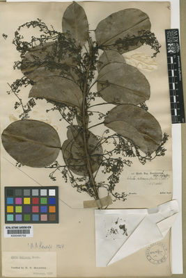 Kew Gardens K000485762:  Sellow [s.n.] Brazil