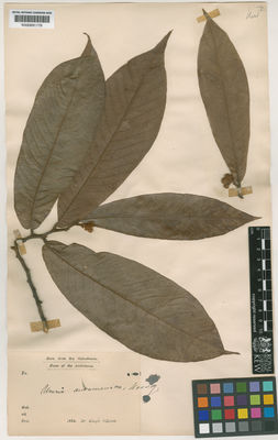 Kew Gardens K000691179:  Dr. King's Collector [s.n.] Burma