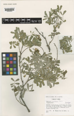 Kew Gardens K000848850:  Thulin, M.; Gifri, A.N. [8893] Yemen