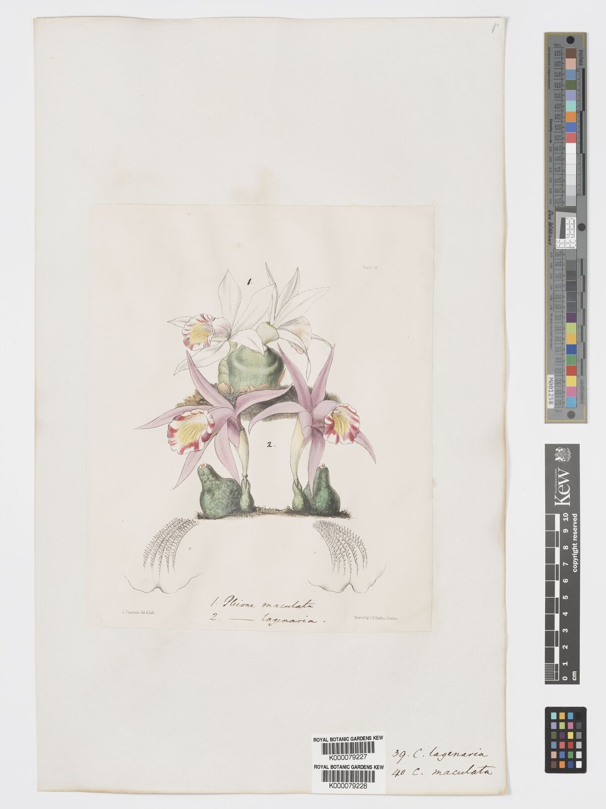 Kew Gardens K000079227: Kew Gardens K000079227:
