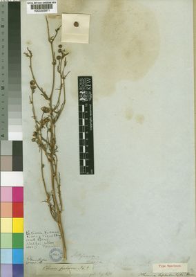 Kew Gardens K000306971:  Drege [s.n.] South Africa