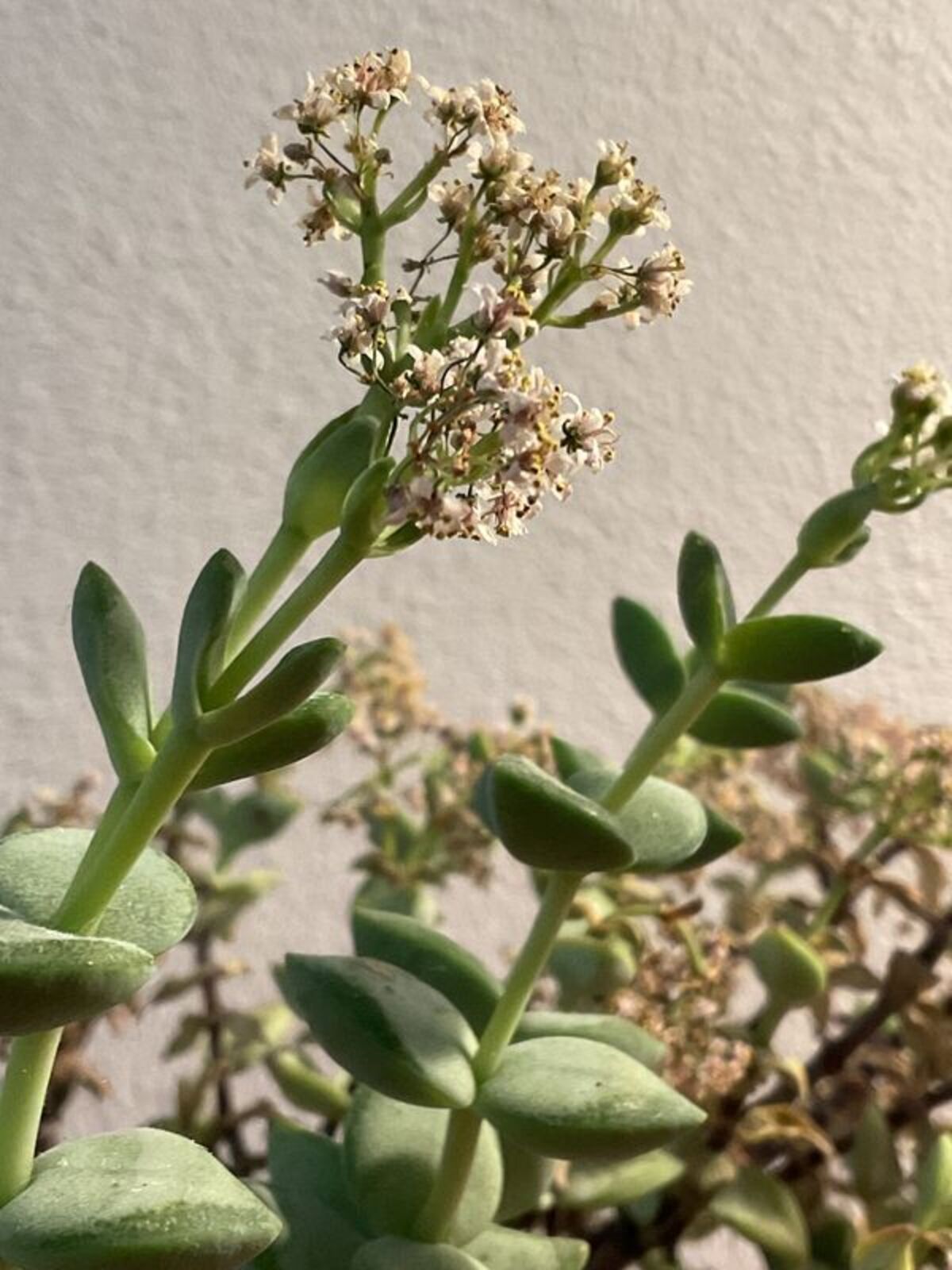 Crassula rupestris subsp. rupestris | Plants of the World Online | Kew ...