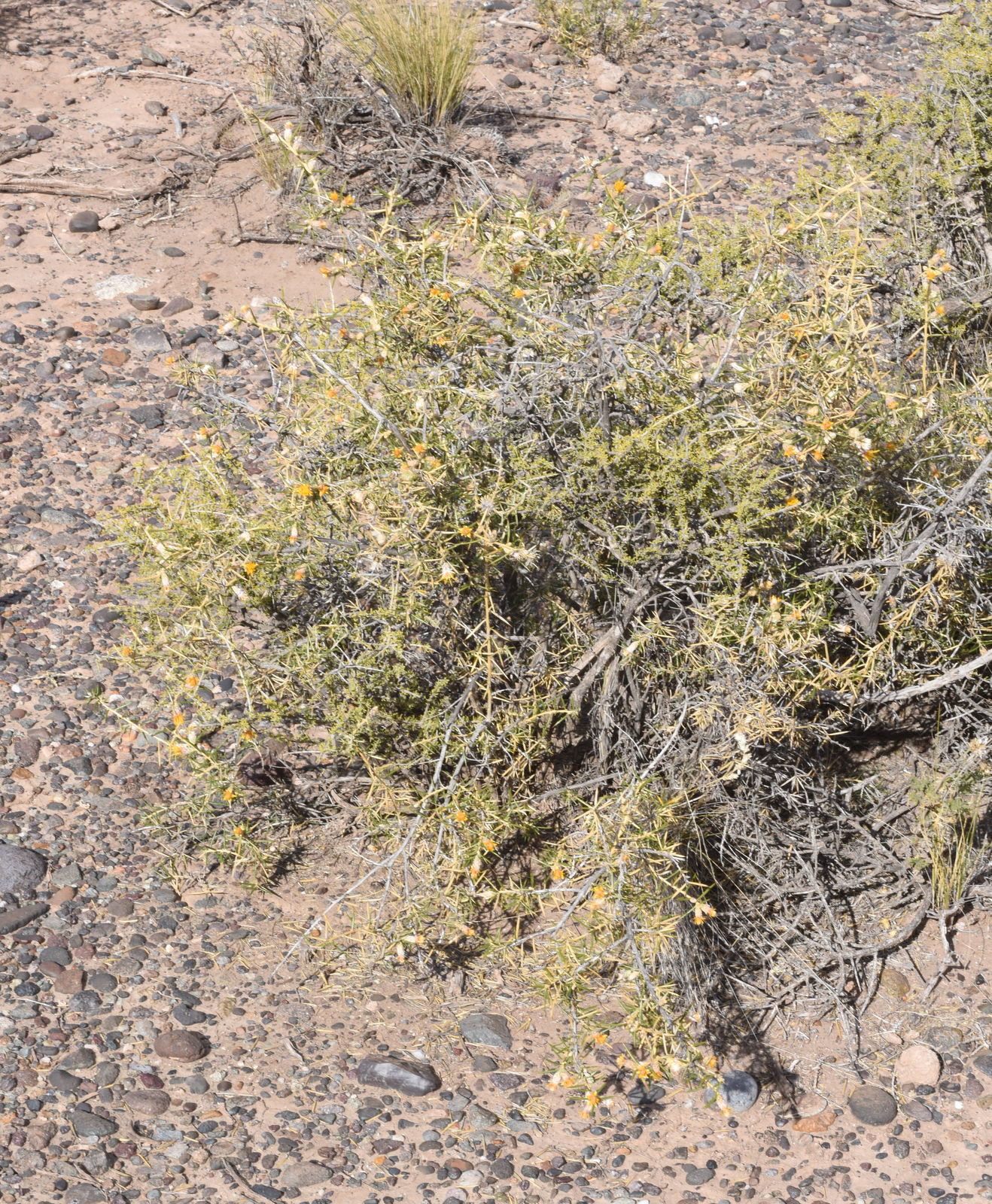 Chuquiraga erinacea subsp. hystrix (D.Don) C.Ezcurra | Plants of the ...