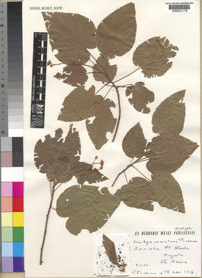 Kew Gardens K000241179:  Friedmann, F; [Lodet] Th. [5676]