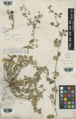 Kew Gardens K000998775:  Leo; Urgel, Th. [s.n.] Spain