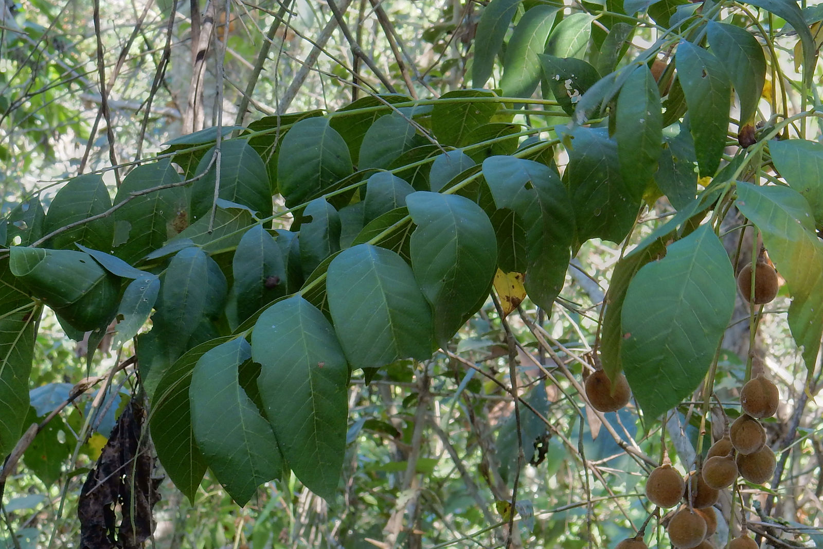 Trichilia americana (Sessé & Moc.) T.D.Penn. | Plants of the World ...