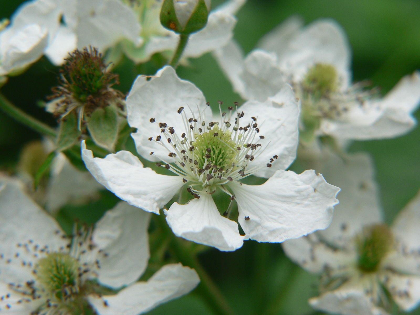 RUBUS FRUTICOSUS - MORA (VAR. LOCH NESS) - Dennis Botanic Collection