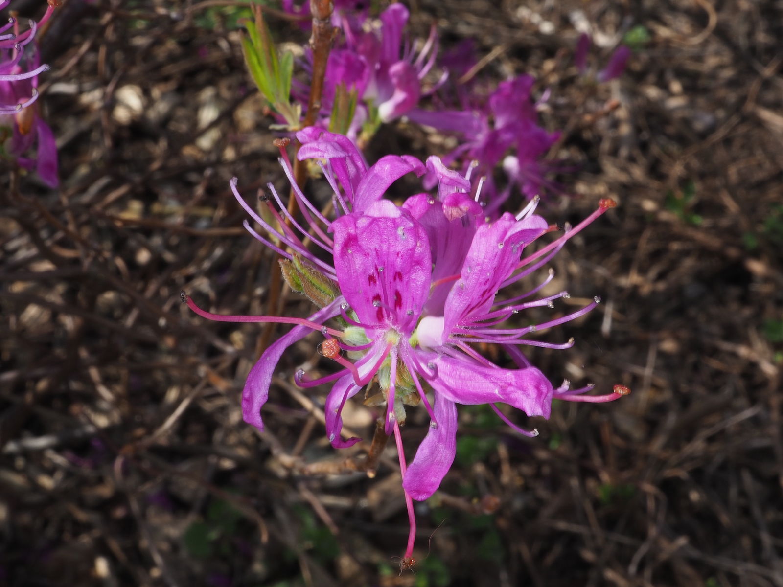 © copyright of the Board of Trustees of the Royal Botanic Gardens, Kew.