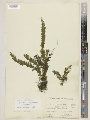 Kew Gardens K000115086:  Holttum, R.E. [20934] Malaysia