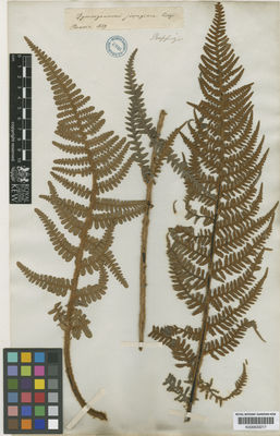 Kew Gardens K000633217:  Poeppig [s.n.] Peru