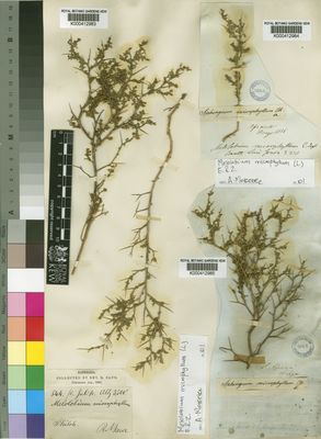 Kew Gardens K000412985:  Drege [s.n.] South Africa