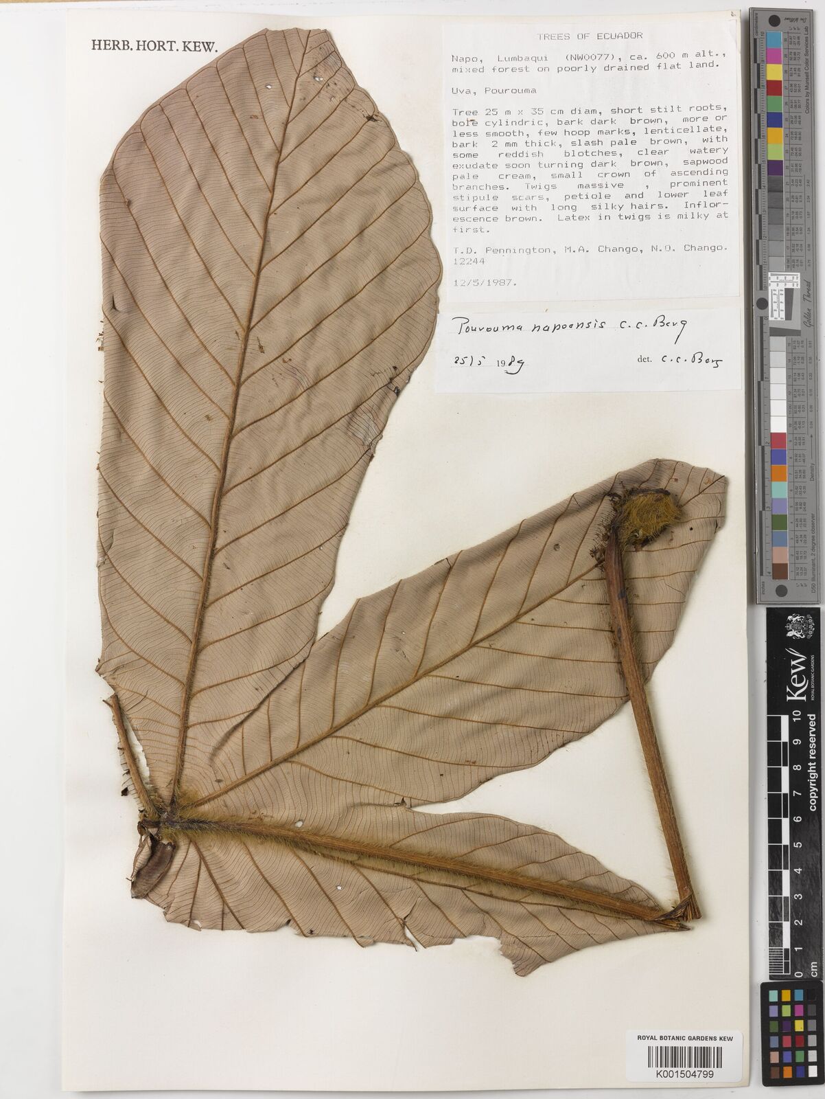 Pourouma napoensis C.C.Berg | Plants of the World Online | Kew Science