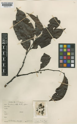 Kew Gardens K000487173:  Krukoff, B.A. [8356] Brazil