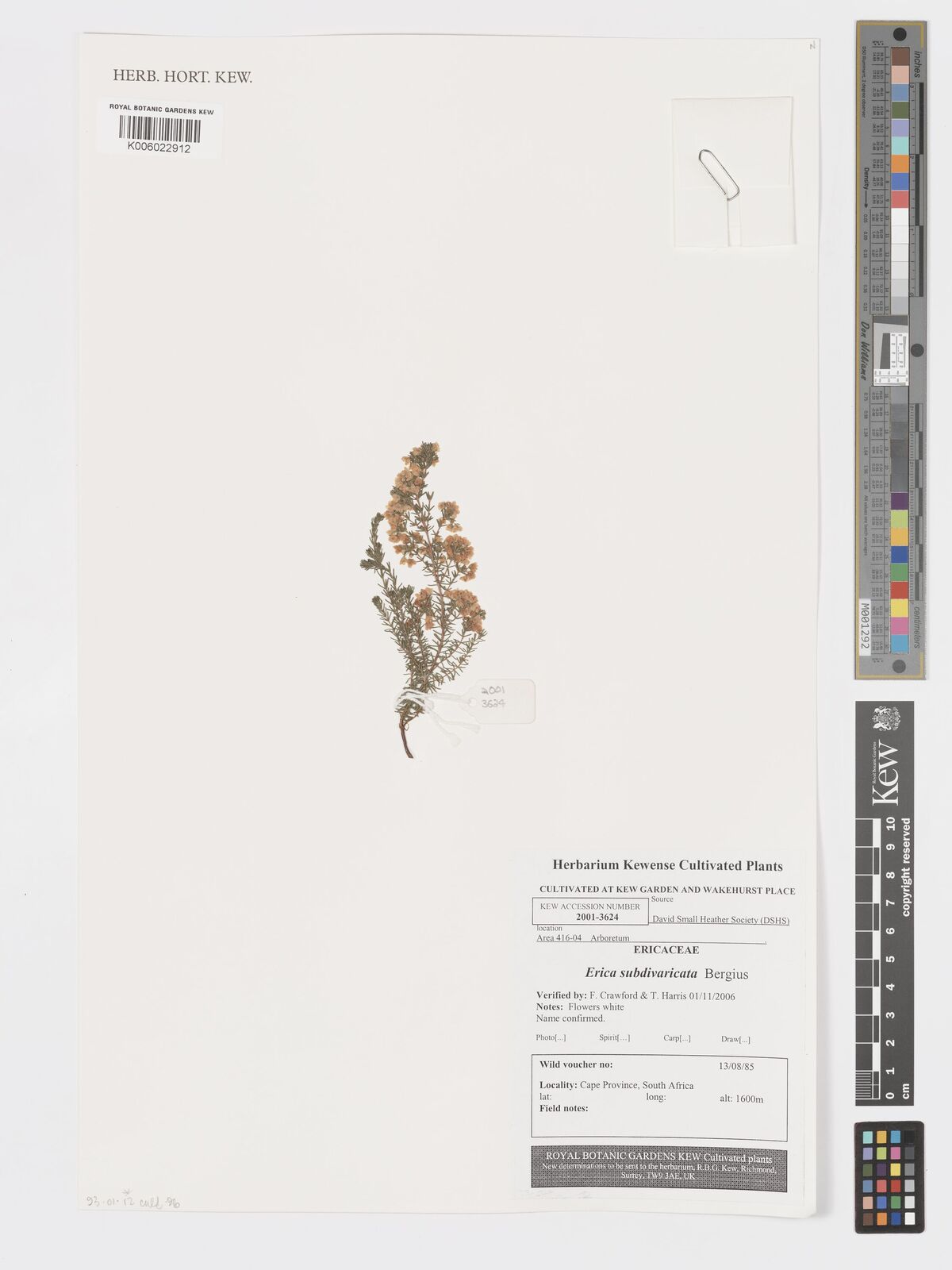 Erica subdivaricata p j bergius plants of the world online kew science