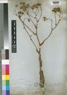 Kew Gardens K000377907:  Drege [s.n.] South Africa