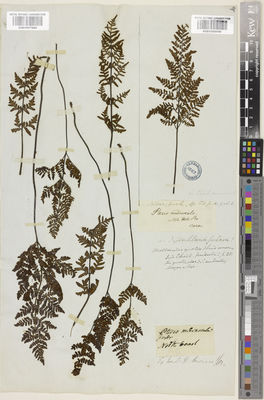 Kew Gardens K001057999:  Brown, R. [s.n.] Australia