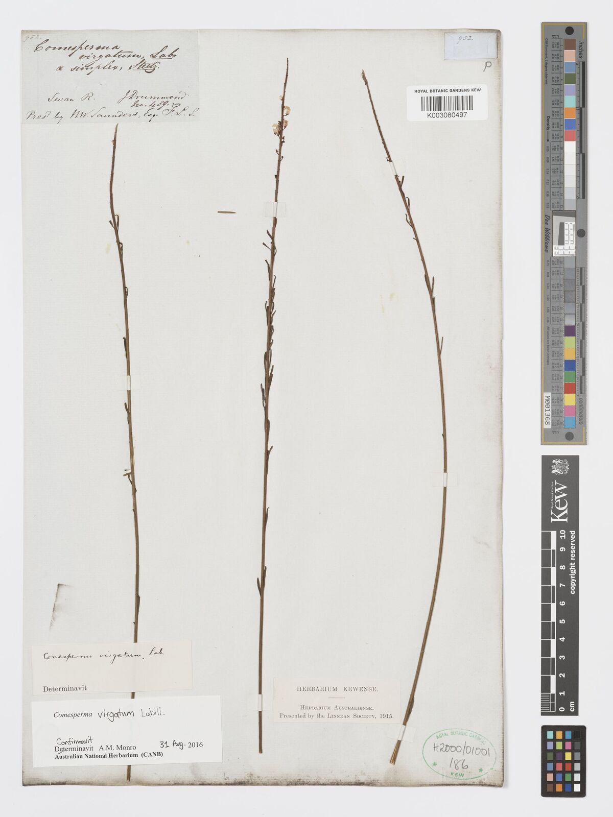 Comesperma virgatum