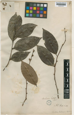 Kew Gardens K000574721:  Griffith [s.n.] Malaysia