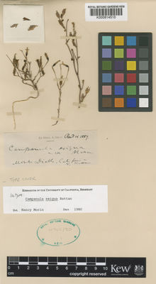 Kew Gardens K000814510:  Rattan, V. [s.n.] United States