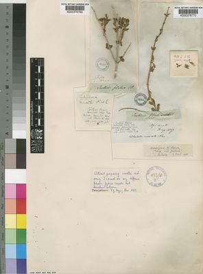 Kew Gardens K000378769:  Drege [s.n.] South Africa