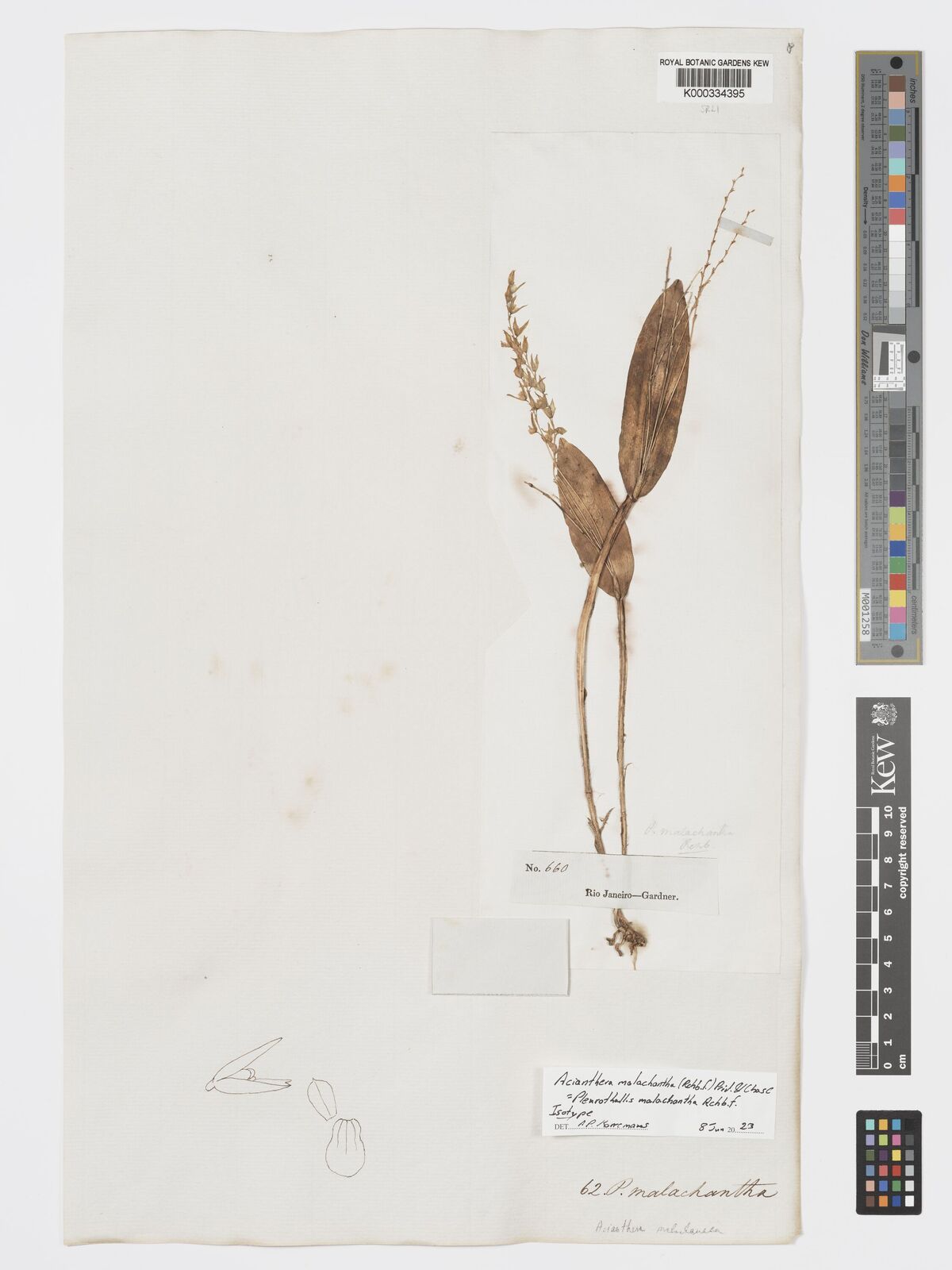 Kew Gardens K000334395:  Gardner [660] Brazil