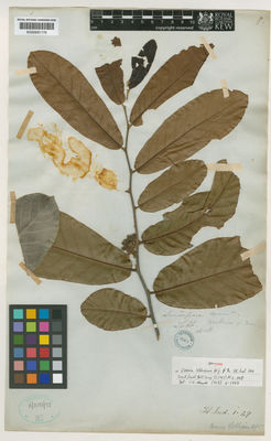 Kew Gardens K000691176:  Lobb, T. [s.n.] Singapore