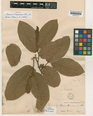 Kew Gardens K000691164:  Zippelius, A. [s.n.] Indonesia