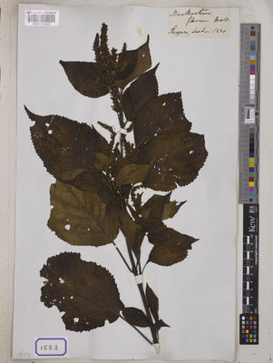 Kew Gardens K001113427:  Wallich, N. [Cat. no. 1553] Nepal