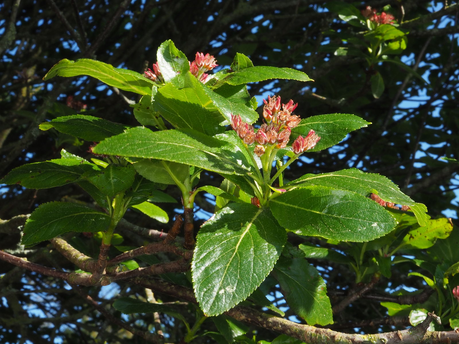 © copyright of the Board of Trustees of the Royal Botanic Gardens, Kew.