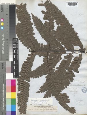 Kew Gardens K000229461:  Schomburgk [s.n.] Guyana