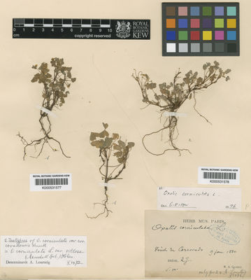 Kew Gardens K000531578:  Glaziou, A.F.M. [s.n.] Brazil