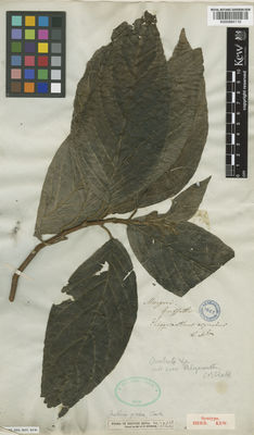 Kew Gardens K000884110:  Griffith [s.n.] Burma