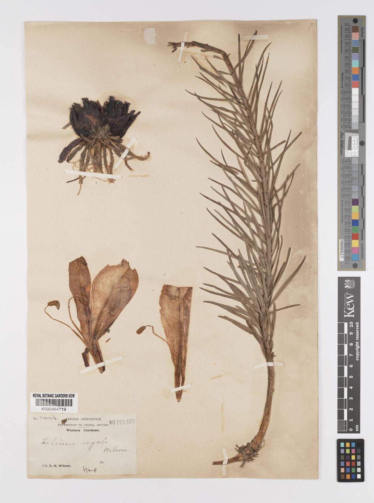 Kew Gardens K000464719:  Wilson, E.H. [1446] China