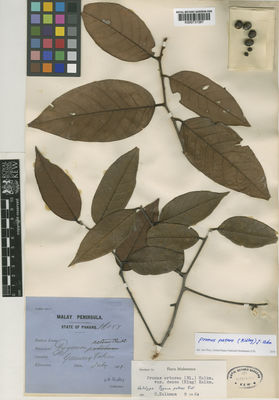 Kew Gardens K000737267:  Ridley, H.N. [16057] Malaysia