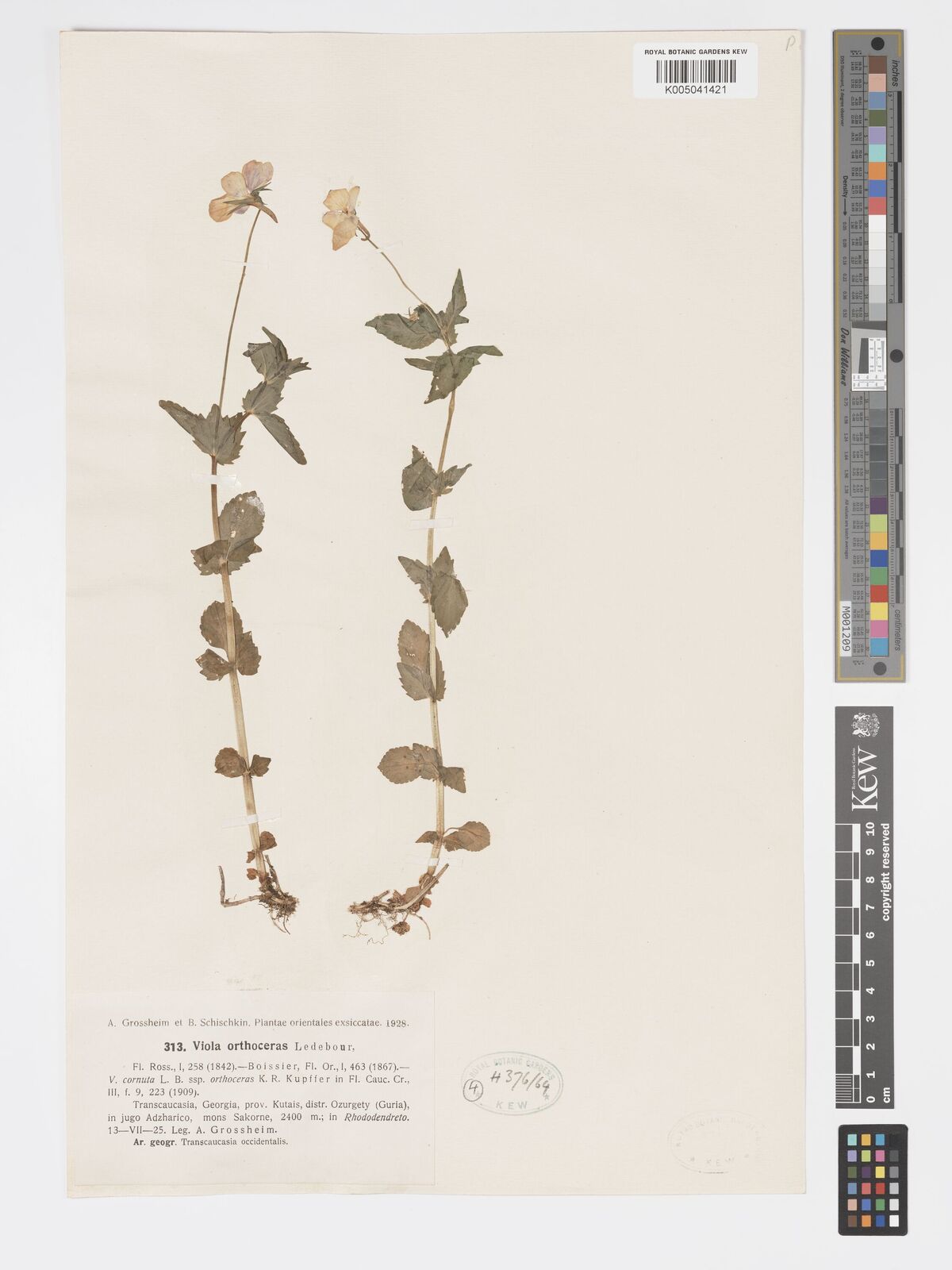 Viola orthoceras
