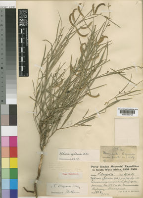 Kew Gardens K000262723:  Pearson, H.H.W. [2853 (or 2583?)] Angola