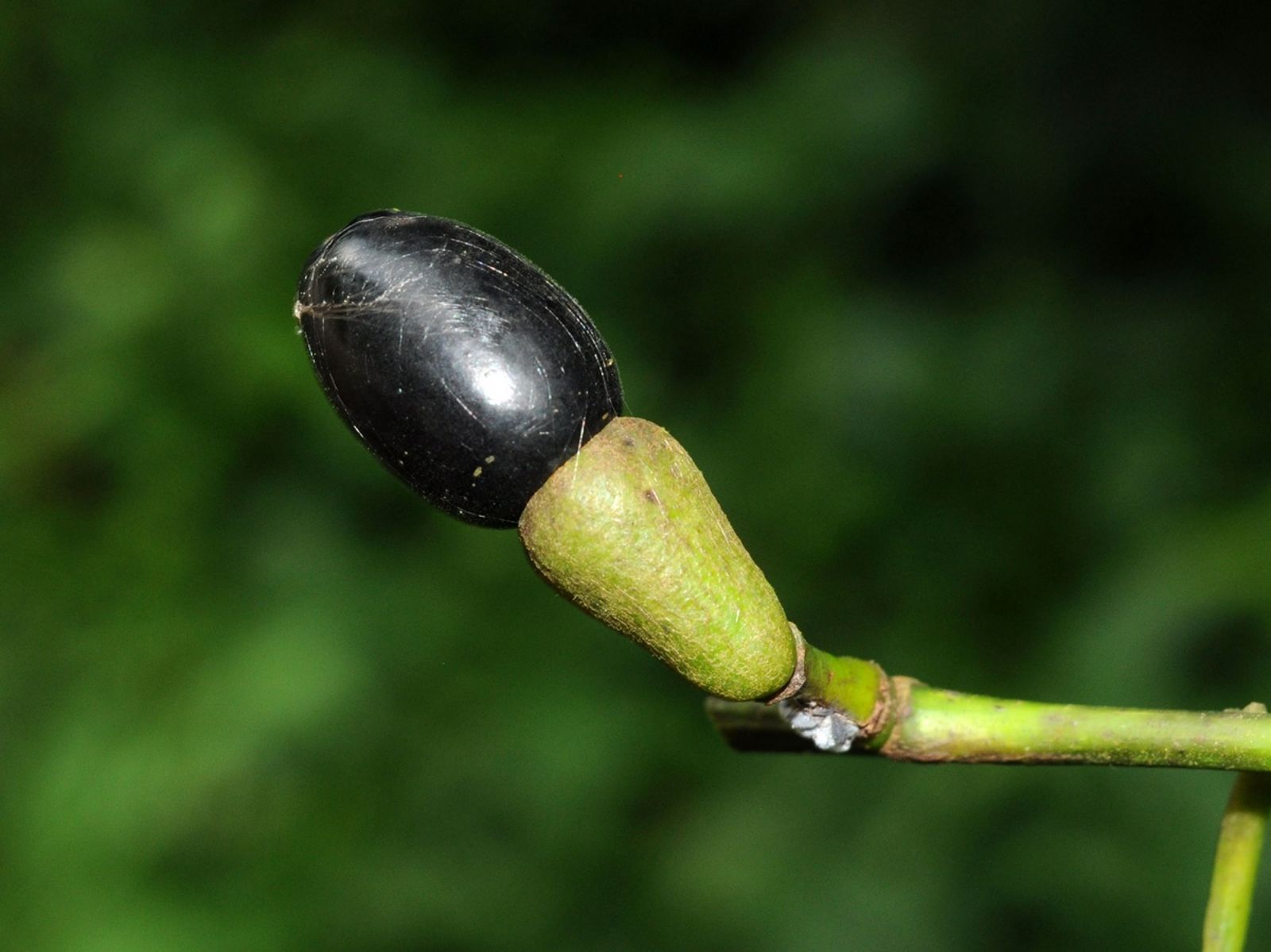 Litsea salicifolia (Roxb. ex Nees) Hook.f. | Plants of the World Online ...
